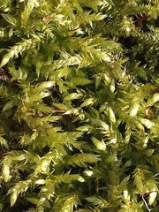 Sciuro-hypnum curtum