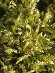 Sciuro-hypnum curtum