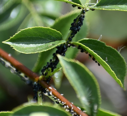 iNaturalist observation photo of Elder Aphid