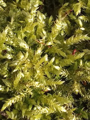 Sciuro-hypnum curtum