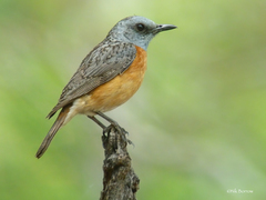Monticola angolensis