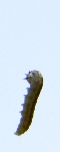 iNaturalist observation photo of Cutworm Moths and Allies