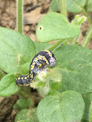 Sympistis perscripta