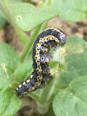 Sympistis perscripta