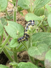 Sympistis perscripta