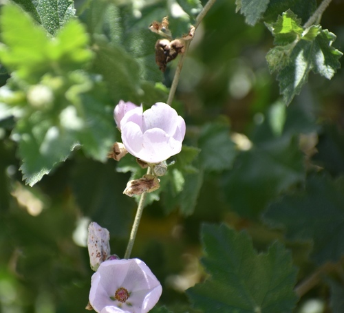 iNaturalist observation photo of southern coastal bushmallow