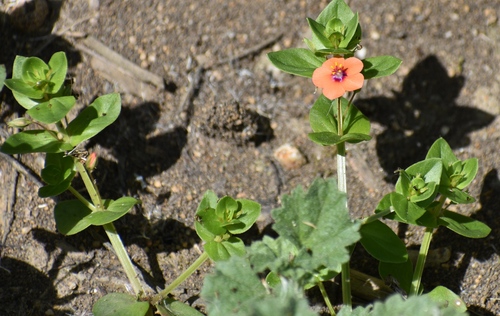 iNaturalist observation photo of scarlet pimpernel