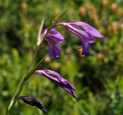 Gladiolus atroviolaceus