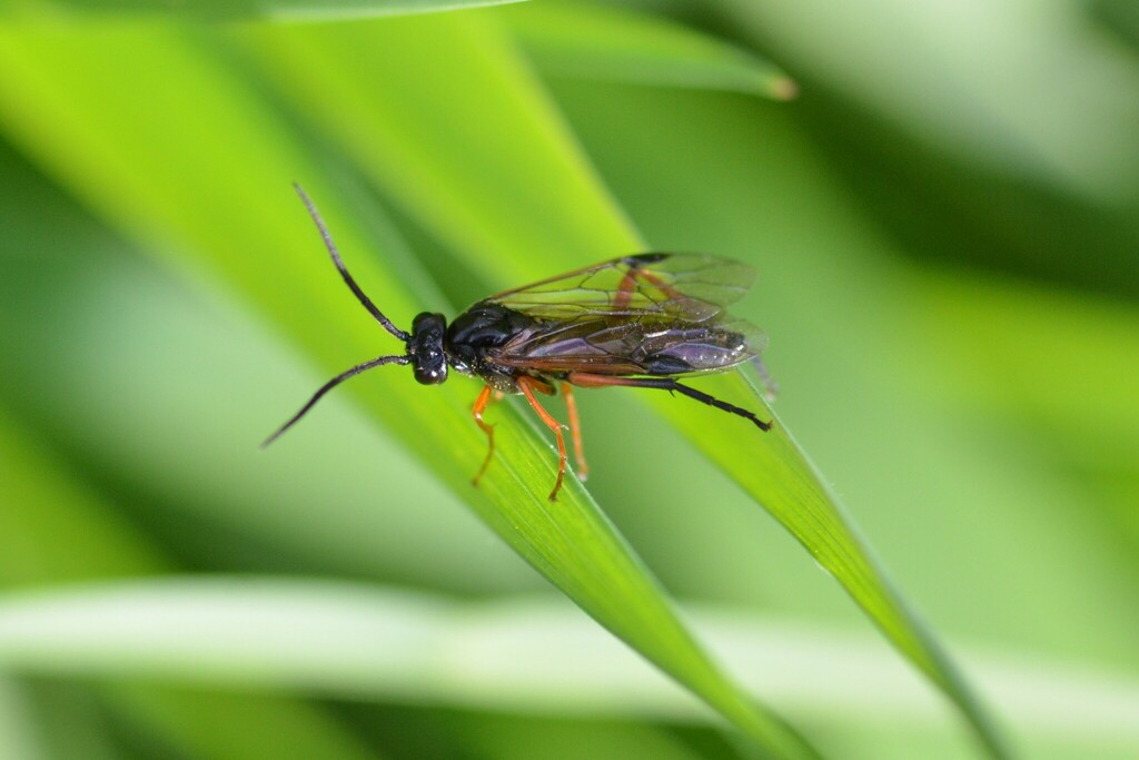 Nematus caeruleocarpus