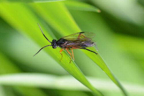Nematus caeruleocarpus