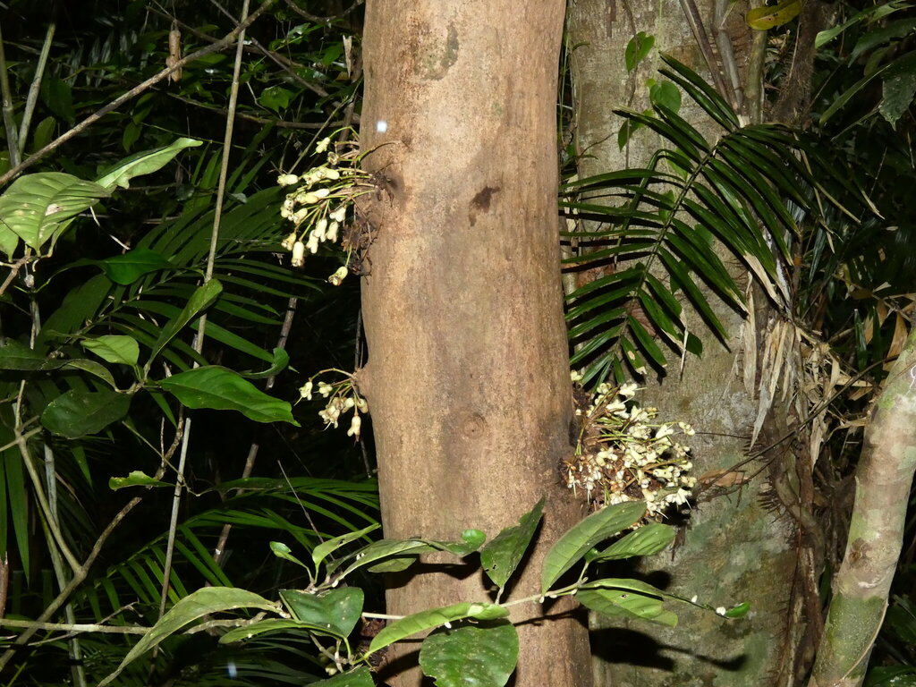 Syzygium cormiflorum; photograph (c) Steve Fitzgerald, some rights reserved (CC BY-SA)