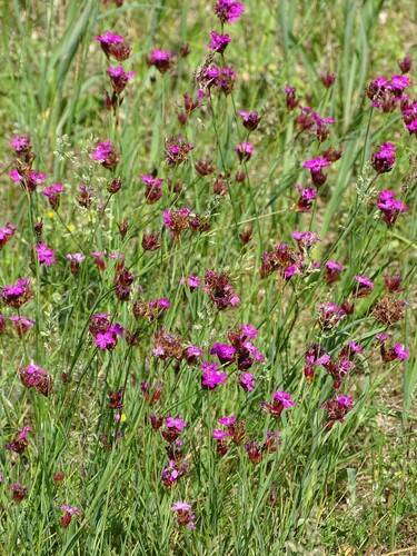 Dianthus giganteiformis, photograph 4