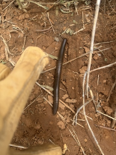 Desert Millipede