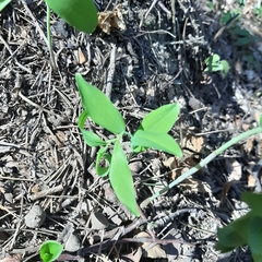 Polygonatum odoratum