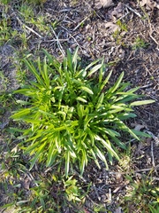 Helianthus longifolius