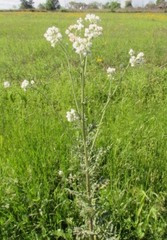 Hymenopappus artemisiifolius