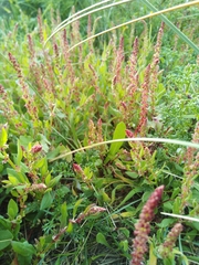 Rumex acetosella acetosella