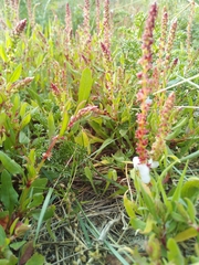 Rumex acetosella acetosella