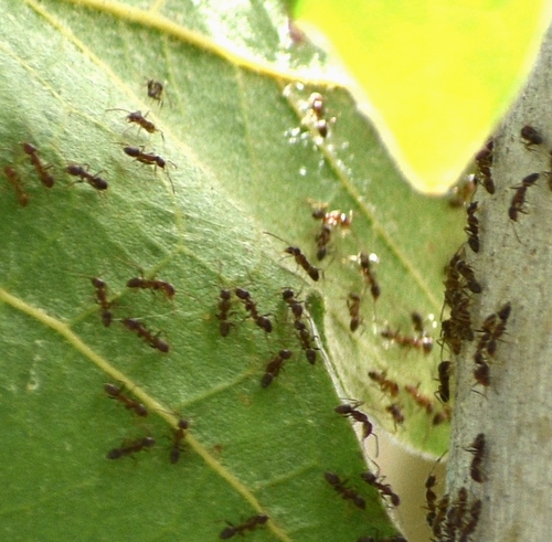 iNaturalist observation photo of Argentine Ant