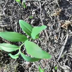 Polygonatum odoratum