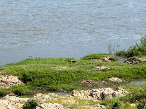 Nile crocodile