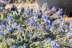 Alkanna tinctoria, photograph author not stated, no rights reserved