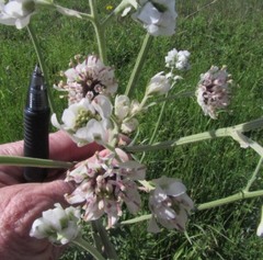 Hymenopappus artemisiifolius