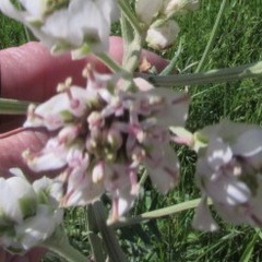 Hymenopappus artemisiifolius