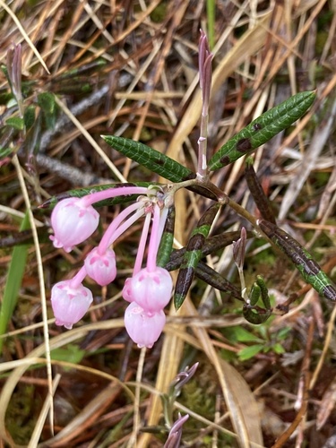 Wild Rosemary