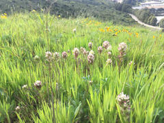 Castilleja densiflora