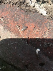 Armadillidium vulgare