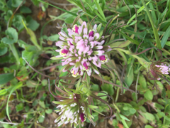 Castilleja densiflora