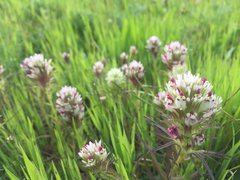 Castilleja densiflora