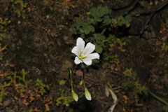 Gagea graeca