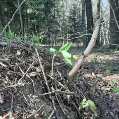 Polygonatum odoratum