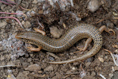 Chalcides ocellatus