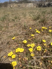 Potentilla incana