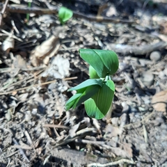 Polygonatum odoratum