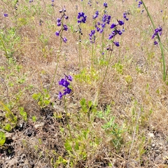 Delphinium uliginosum