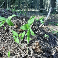 Polygonatum odoratum