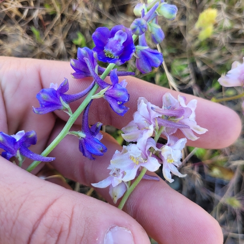 Delphinium uliginosum, photograph 1
