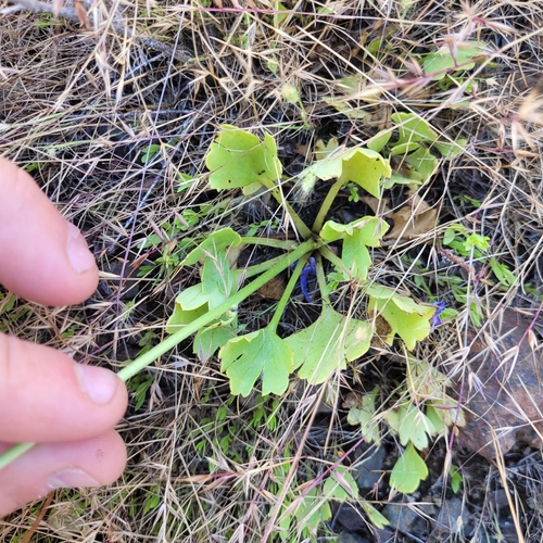 Delphinium uliginosum, photograph 2