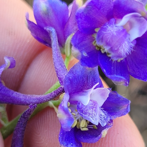 Delphinium uliginosum, photograph 3