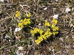 Draba aizoides