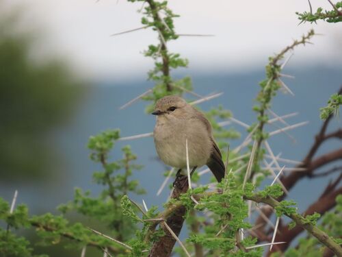 African Grey Flycatcher (Bradornis microrhynchus), photo 3