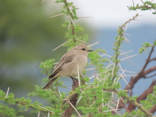 African Grey Flycatcher (Bradornis microrhynchus), photo 4