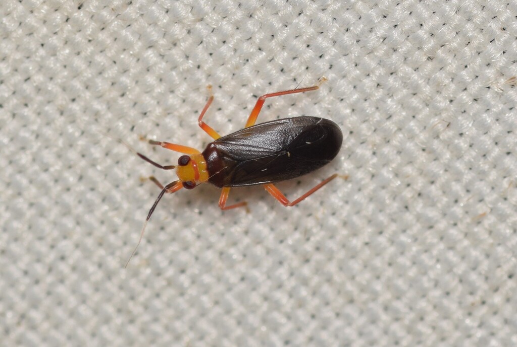 Neella nigricans