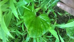 Nervilia concolor