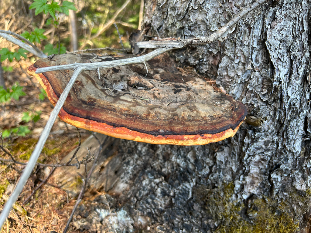 Northern Red Belt · May 2026 · photo: Photo: no rights reserved · iNaturalist