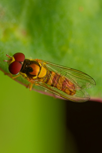 Allograpta obliqua observed 2026-05-23
